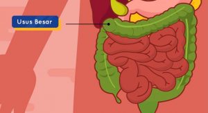 Article - proses pencernaan makanan pada tubuh manusia - Usus Besar